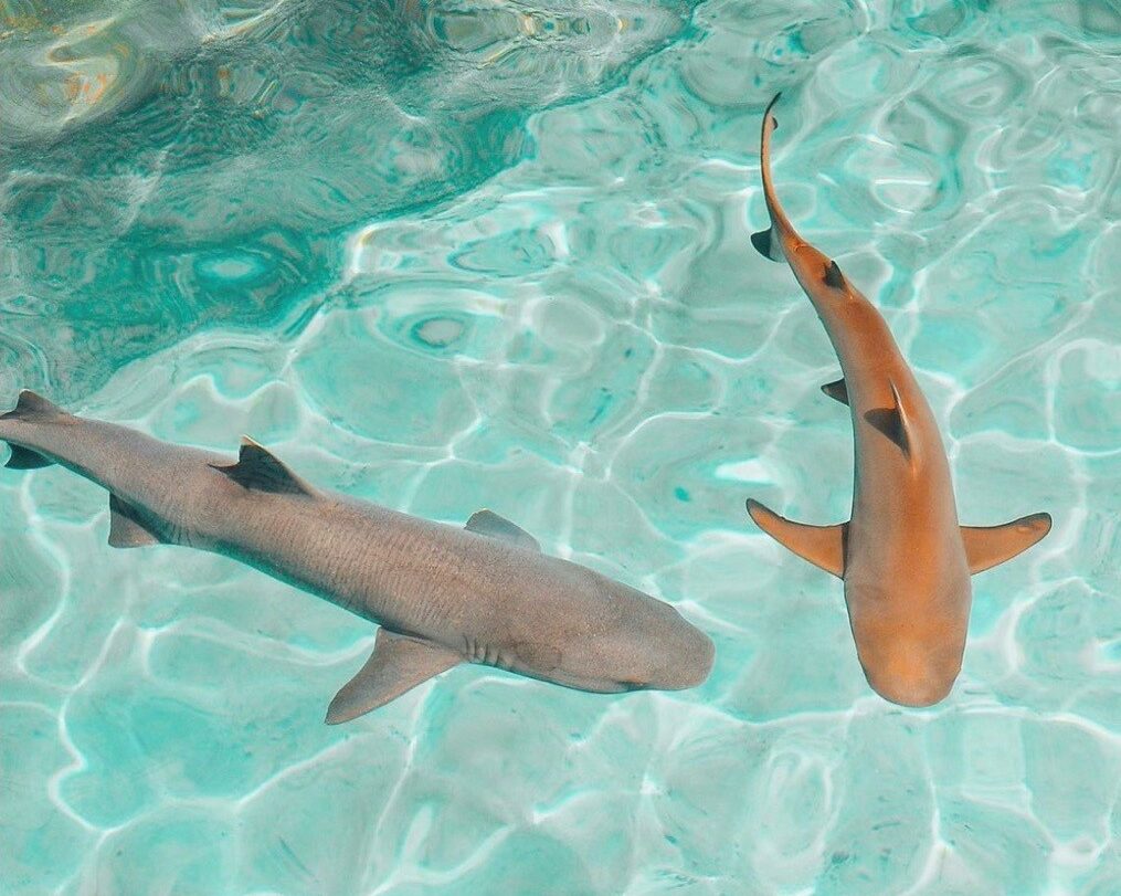 Top 14 Things to Do at Discovery Cove Orlando Park Savers