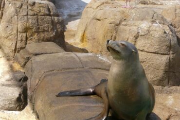 9 FIN-TASTIC Animal Experiences at SeaWorld San Diego 182 Seal at SeaWorld San Diego