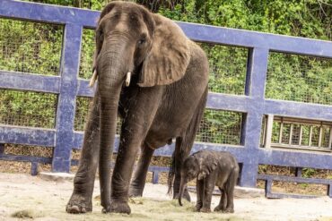 New Baby Elephant Born at Disney's Animal Kingdom 52 Mommy and baby