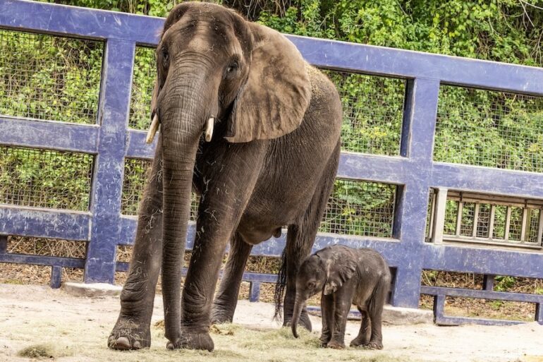 New Baby Elephant Born at Disney's Animal Kingdom 15 Mommy and baby